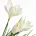 Kwiat sztuczny krokus kremowy 30 cm