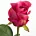 Kwiat sztuczny róża amarantowa 55 cm