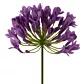 Kwiat sztuczny dekoracyjny AGAPANT fioletowy Eurofirany
