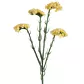 Kwiat sztuczny dekoracyjny ZATRWIAN żółty Eurofirany