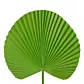Liść dekoracyjny botaniczny zielony Eurofirany