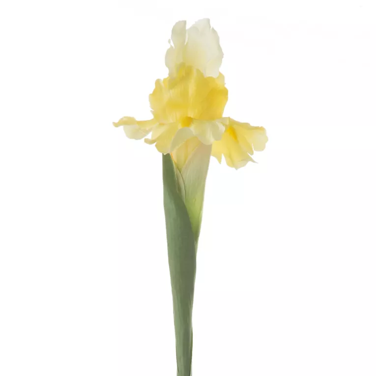 Sztuczny kwiat z tkaniny IRYS Eurofirany