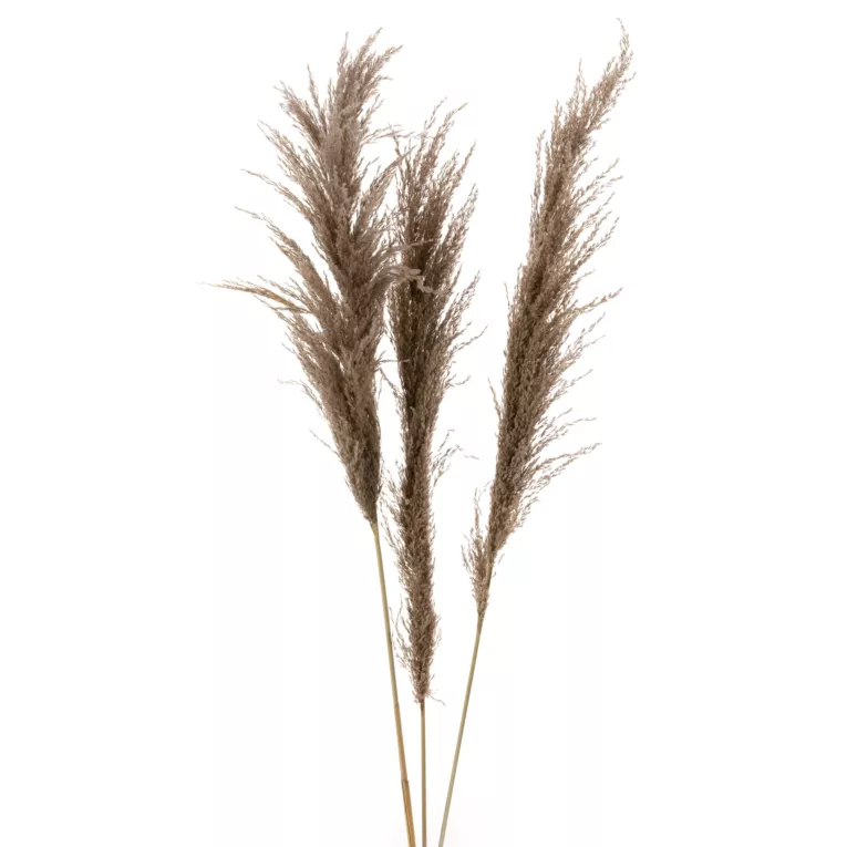 Naturalny susz TRAWA PAMPASOWA  3 szt Eurofirany