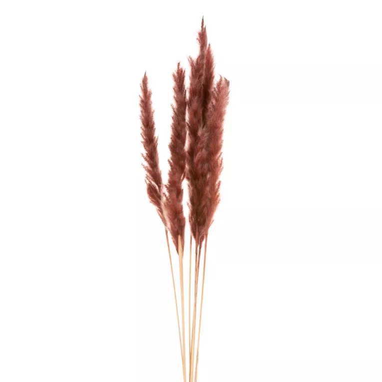 Naturalny susz TRAWA BABALA pęczek traw 6 sztuk EUROFIRANY