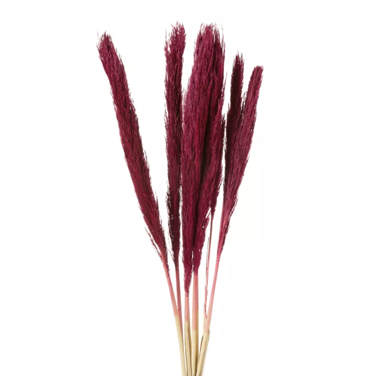 Bukiet suszonych traw babala bordowy pęczek 10 szt. 68 cm