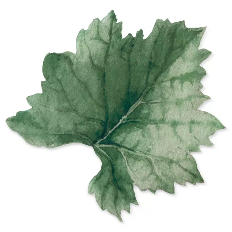 Podkładki na stół 4 szt zielone 33x33 cm SUMMER 4 w kształcie liścia winorośli