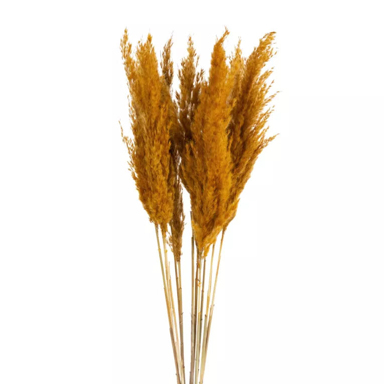 Naturalny susz TRAWA PAMPASOWA pęczek ok 12 sztuk EUROFIRANY