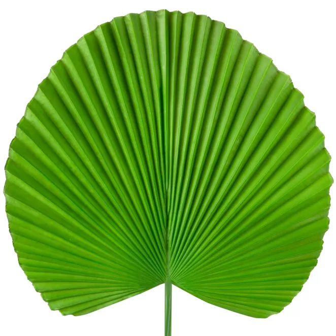 Liść dekoracyjny botaniczny zielony Eurofirany