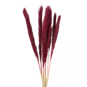 Bukiet suszonych traw babala bordowy pęczek 10 szt. 68 cm