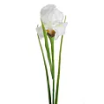Kwiat sztuczny dekoracyjny IRYS kremowy Eurofirany