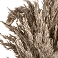Naturalny susz TRAWA PAMPASOWA  3 szt Eurofirany