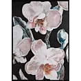Obraz nadruk na płótnie z motywem kwiatów orchidei Eurofirany