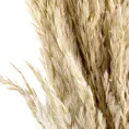 Naturalny susz TRAWA PAMPASOWA pęczek ok 10 sztuk EUROFIRANY