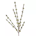 Gałązka ozdobna sztuczna z pąkami zielona Eurofirany