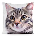 Poszewka na poduszkę 45x45 xm welwetowa zdobiona nadrukiem uroczego kota biało, beżowa ANIMAL Eurofirany