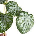 Sztuczne liście dekoracyjne BEGONIA zielono-srebrne Eurofirany
