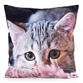 Poszewka na poduszkę 45x45 cm welwetowa zdobiona nadrukiem uroczego kota szara, jasnopopielata ANIMAL Eurofirany